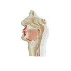 Human Life-size Medical Anatomical Human Digestive System Model For Teaching