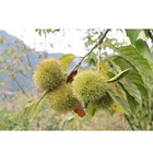 Fresh Chestnut Factory Price Easy to Peel Soft Skin Natural Sweet Wild Chestnut
