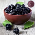 Freeze Dried Instant Blackberry Fruit Flavor Powder for Ice Cream Additives