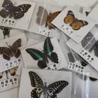 Craft Craft Gift Biological Specimens Beautiful Taxidermy Preserved Real Dried Insect Butterfly Specimen