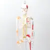 /product-detail/mini-skeleton-model-85cm-factory-wholesale-cheap-plastic-real-human-skeleton-for-sale-62246740996.html