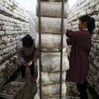 Cultivating White King Oyster Mushroom Spawn Price