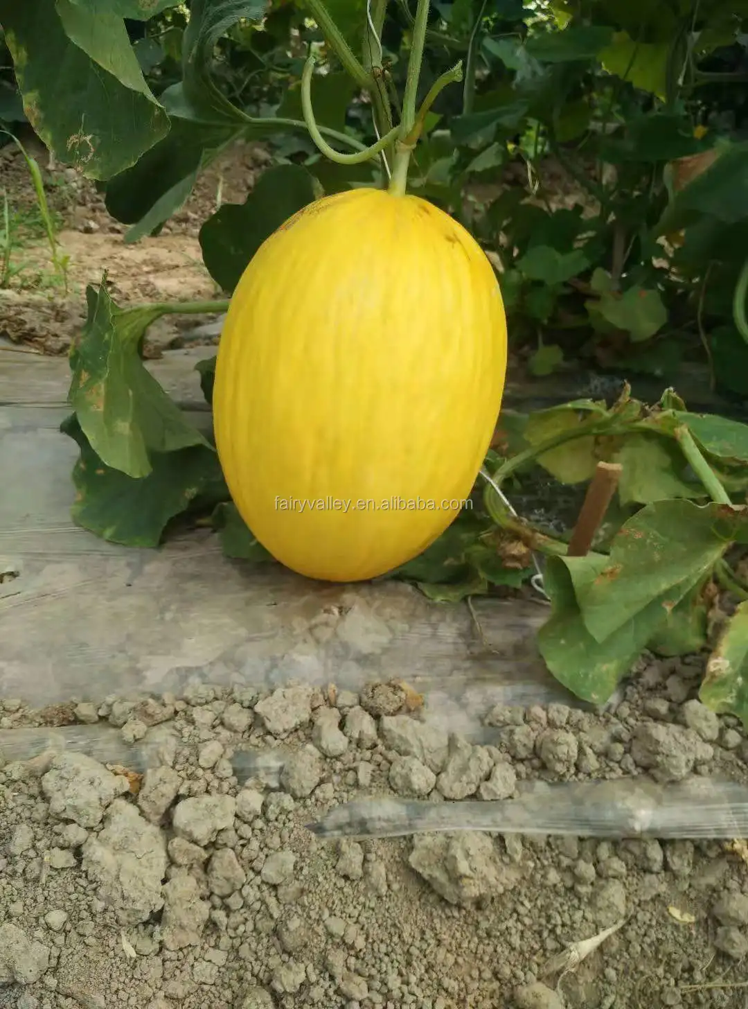 buttercup yellow melon