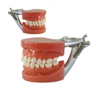 Model Teeth And Dental Models Accurate General Human Orthodontic Plastic Dental Teeth Model