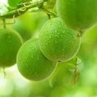 High quality reasonable price Healthy Sweetener Erythritol monk fruit erythritol stevia