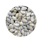 Seed Cheap Price Factory Directly Sale Snow White Pumpkin Seed