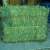 /product-detail/alfalfa-green-and-fresh-hay-for-sale-62010368568.html