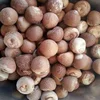 Best Quality Competitive Price Betel Nuts.