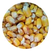 /product-detail/maize-export-for-animal-feed-62013831402.html