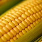 FROZEN SWEET CORN BEST PRODUCT FROM GLOBAL FOOD VIETNAM