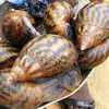 /product-detail/live-highly-nutritious-african-giant-snails-62010344450.html