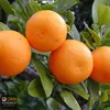 /product-detail/pakistani-mandarin-orange-fresh-oranges-fresh-kino-mosambi-for-export-62011491897.html