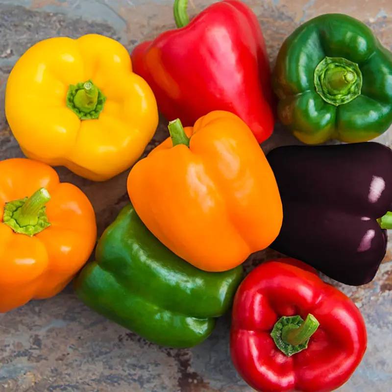 high quality fresh capsicum red bell pepper for export from