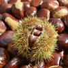/product-detail/new-chestnuts-chest-nut-turkish-chestnut-kernel-62011937710.html