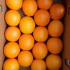 High Quality Fresh Turkish Mandarin Fruits Mandarin Orange Citrus Fruits