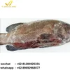 Best Quality Black Sunu Tiger Grouper Fish Whole Sale Fresh and Frozen Seafood