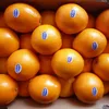 /product-detail/fresh-valencia-orange-class-1-62013452676.html