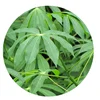 /product-detail/cassava-leaves-high-quality-cassava-leaf-for-sale-62011174807.html