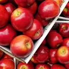 米国栽培さわやかなアップル honeycrisp フルーツロビンソン新鮮な moq 72-88 カウントクイックデリバリー米国で