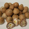 High Quality Indonesia Dried Whole Betel Nuts / Areca Nuts