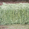 /product-detail/alfalfa-hay-at-very-cheap-price-quality-rhodes-grass-hay-alfalfa-hay-for-animal-feeding-62011174853.html