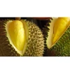 Premium Quality Grade A Frozen Musang King Durian Flesh