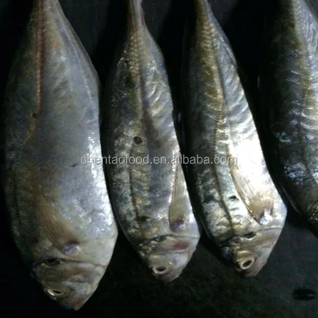 high quality bqf horse mackerel frozen horse mackerel fish