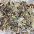 Frozen Boiled Short Neck Clam With Shell