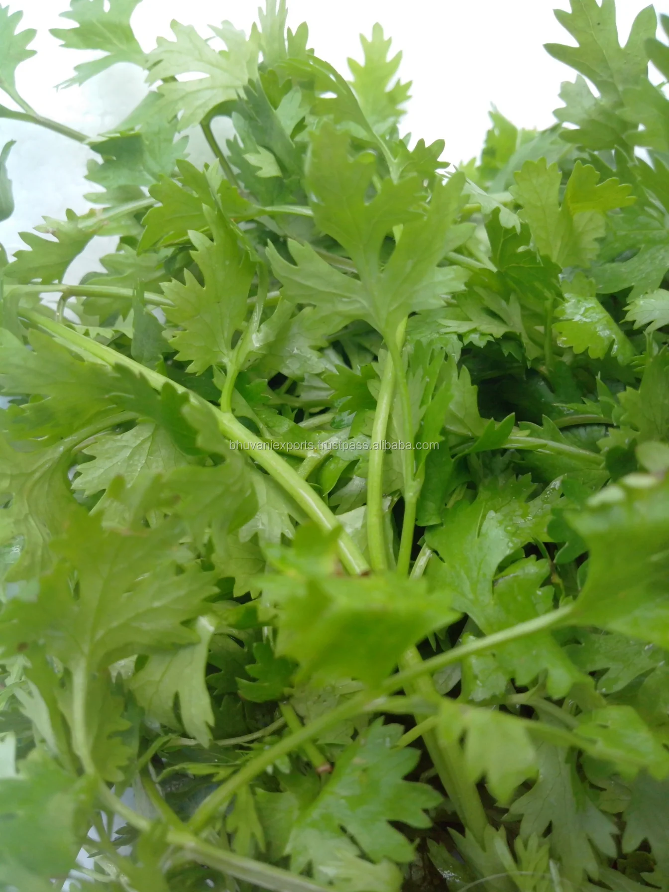 Fresh Coriander Leaves/Fresh Leafy Vegetables!, View Fresh Corriander