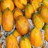 Papaya Fresh from India