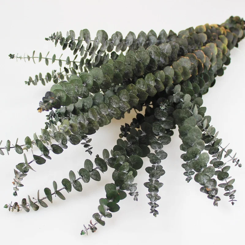 En gros plantes stabilisées séchées feuilles d'eucalyptus artificielles fleurs sec de feuille d'eucalyptus pour la maison De Noël décoratif