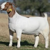 Pureblood Mature boar goats 2019 Discount Prices / Boer Goats