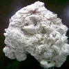 /product-detail/100-cotton-white-yarn-waste-cotton-yarn-waste-denim-yarn-waste-62016836692.html