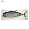 Bulk Sale Fresh Quality Sea Frozen Yellow Fin Tuna Fish