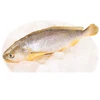 Quality tt croaker frozen fish / wholesale price of sea foods we deal in all kinds of seafoods and frozen
