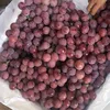 Quality seedless grape red grape crinson grape