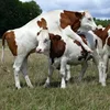 /product-detail/heifers-livestock-holstein-cattle-milking-devon-cattle-for-sale-62011126694.html