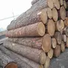 BEST Timber Round Logs Without Backs/Oak and Lumber Logs/Fresh Cut Mahogany,Birch and Pine Wood Logs