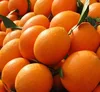 /product-detail/fresh-orange-fresh-naval-oranges-fresh-valencia-oranges-for-sale--62013274596.html