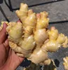 /product-detail/fresh-high-quality-ginger-from-peru-50036759040.html
