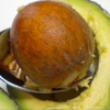 /product-detail/fresh-dried-avocado-seeds-for-sale-62001318145.html