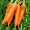 /product-detail/frozen-fresh-carrot-from-viet-nam-62009816691.html