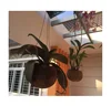 coconut shell planters (Ms.Sandy 84587176063 WS)