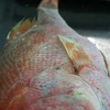 /product-detail/fish-suppliers-chinese-cheap-price-frozen-seafood-mixed-62014311277.html