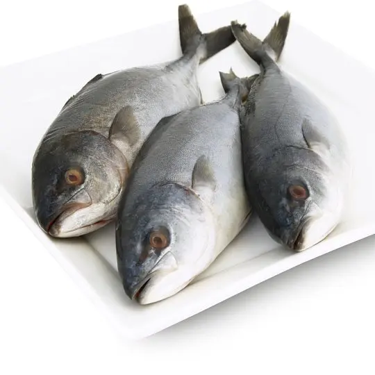 frozen sea bonito tuna fish / best price