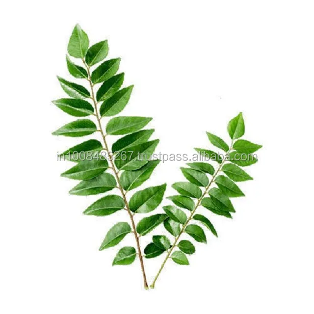 superior quality curry leaves for sale