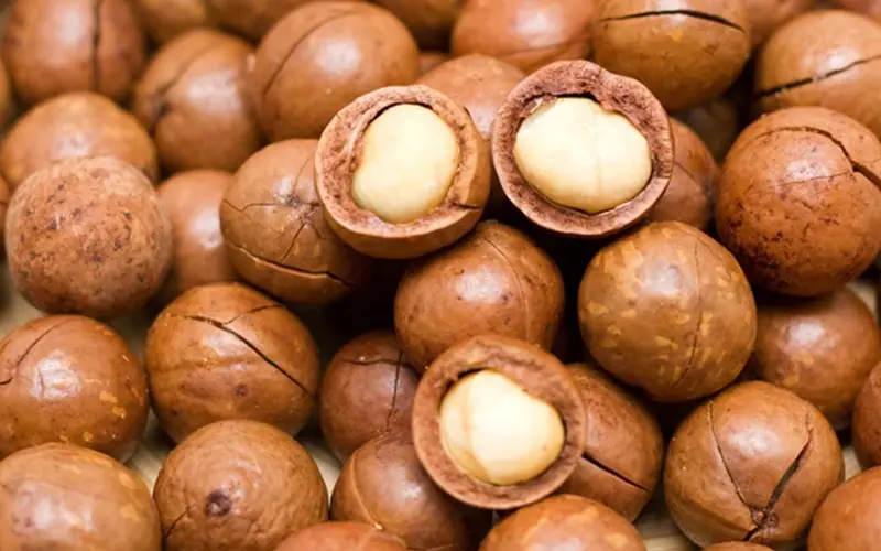 raw common grown macadamia nuts