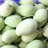 /product-detail/fresh-mango-cat-chu-variety-from-vietnam--62016471637.html