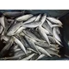 /product-detail/wholesale-frozen-herring-fish-supplier-at-affordable-price-62010397355.html