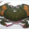 Live Soft Shell Crabs, Blue Swimming Crabs wholesaler
